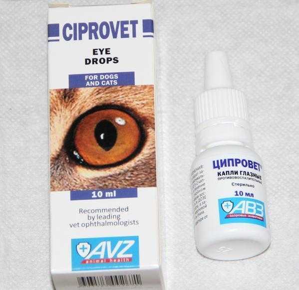 Глазные капли для кошек: виды лекарств, цены, отзывы, рекомендации по использованию