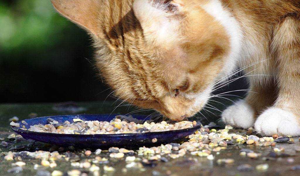 Почему котенок скребет возле миски с едой лапой