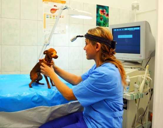 Анемия у кошек - причины анемии у кошек, диагностика и лечение  в москве. ветеринарная клиника "зоостатус"