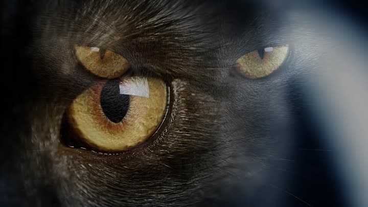 Почему нельзя смотреть кошкам в глаза: приметы, суеверья, мифы и научная точка зрения