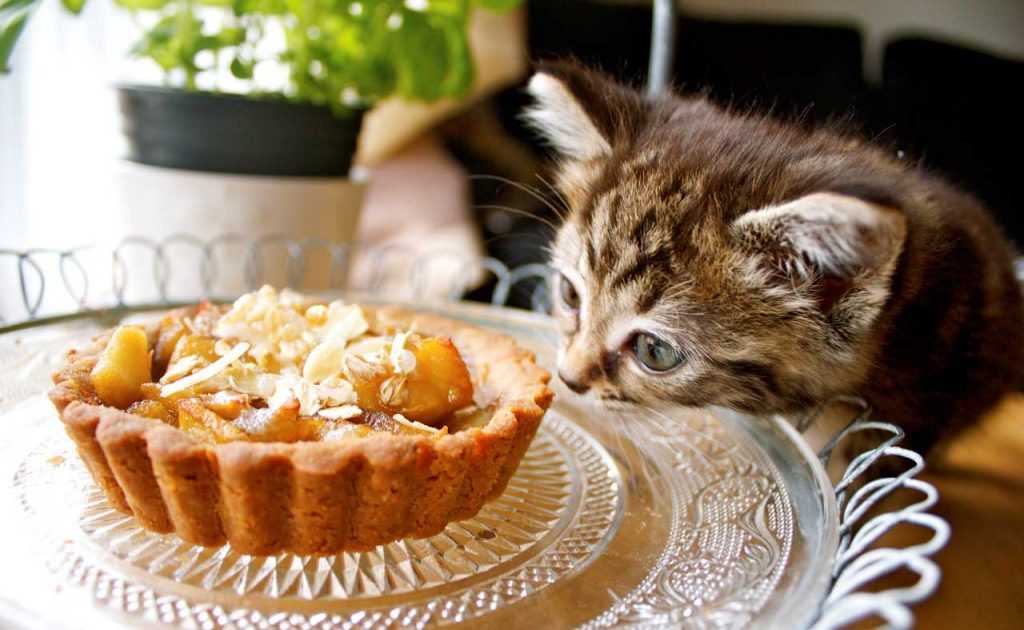 Можно ли кошкам сладкое | почему нельзя