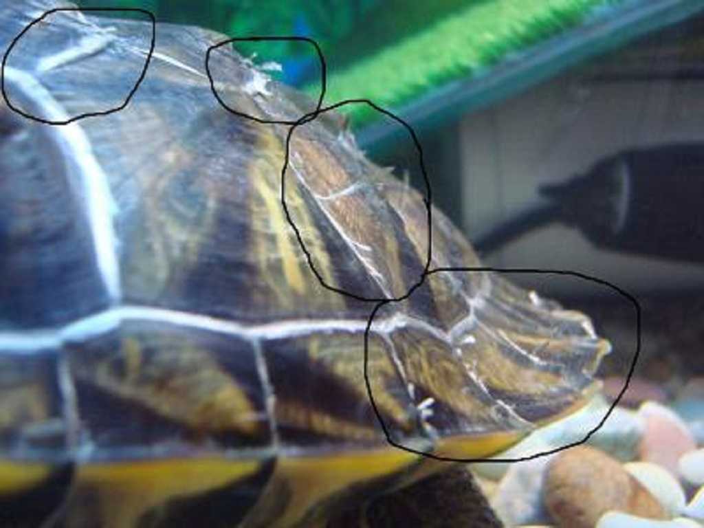 Линька у красноухих черепах: отслаивается панцирь, шелушится и облезает кожа на шее и лапах
