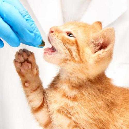 Токсоплазмоз у кошек: причины, симптомы, лечение, прогноз, осложнения | блог ветклиники "беланта"