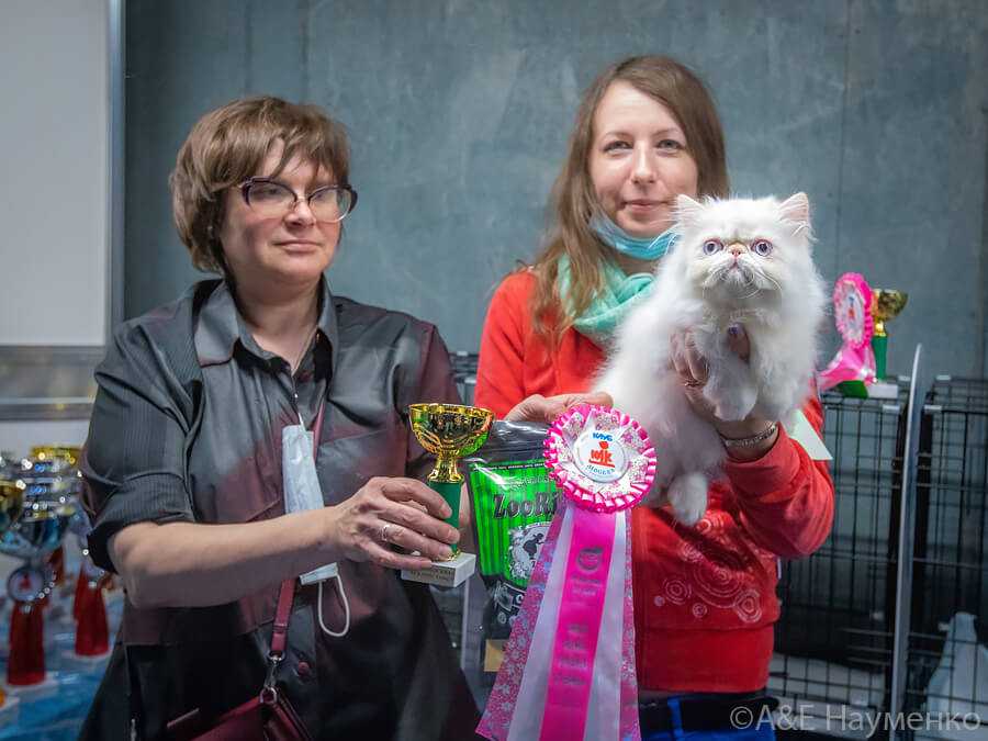 Выставки домашних беспородных кошек - выставка кошек