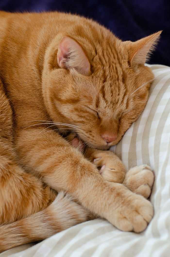 Сонник увидеть сне свою кошку. к чему снится увидеть сне свою кошку видеть во сне - сонник дома солнца