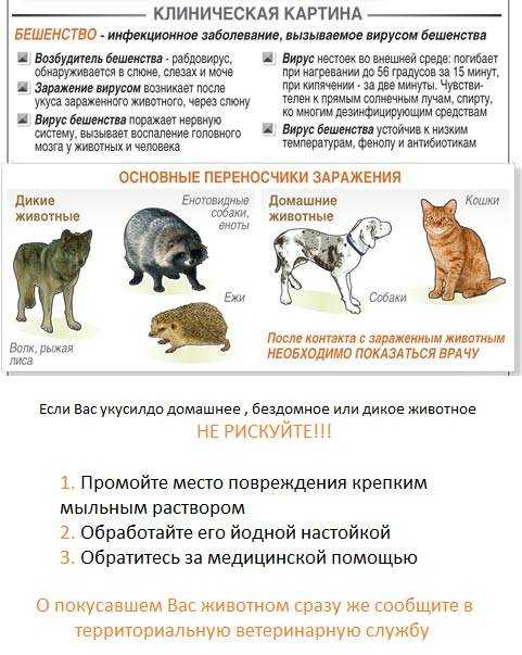 Распространённые болезни у кошек: симптомы и лечение
