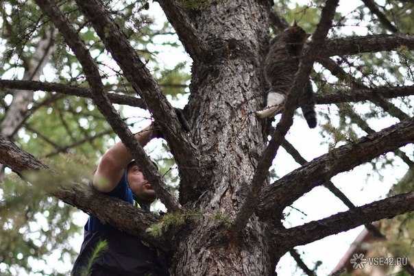 Как снять кота с дерева самостоятельно, какая служба снимает кошку с высокого дерева - блог о животных - zoo-pet.ru