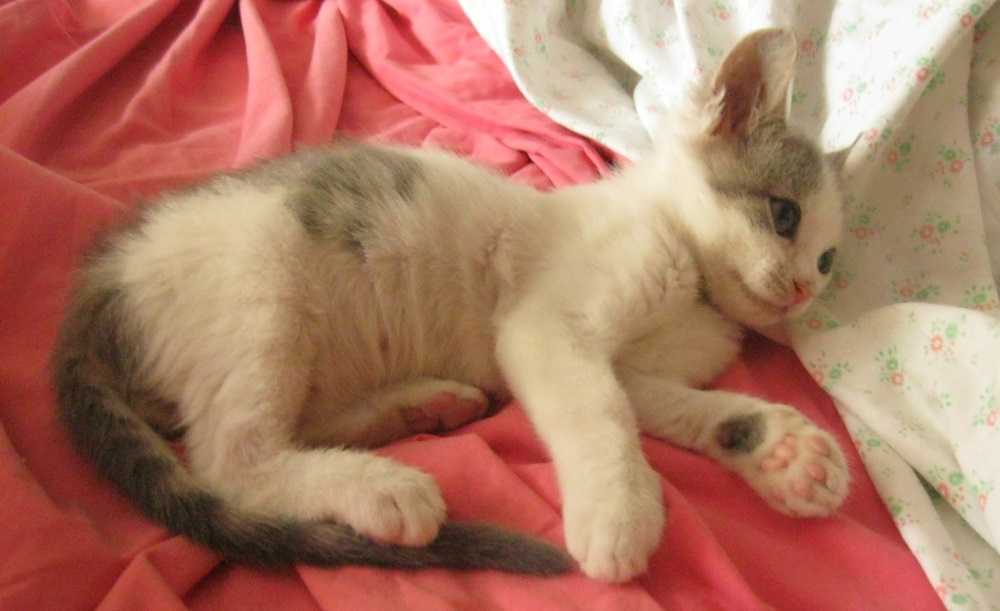 Рахит у кошек: симптомы, лечение в домашних условиях, после рахита в детстве - блог о животных - zoo-pet.ru
