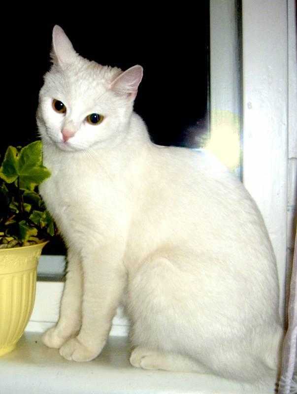 Белые кошки — аристократы до кончиков когтей
