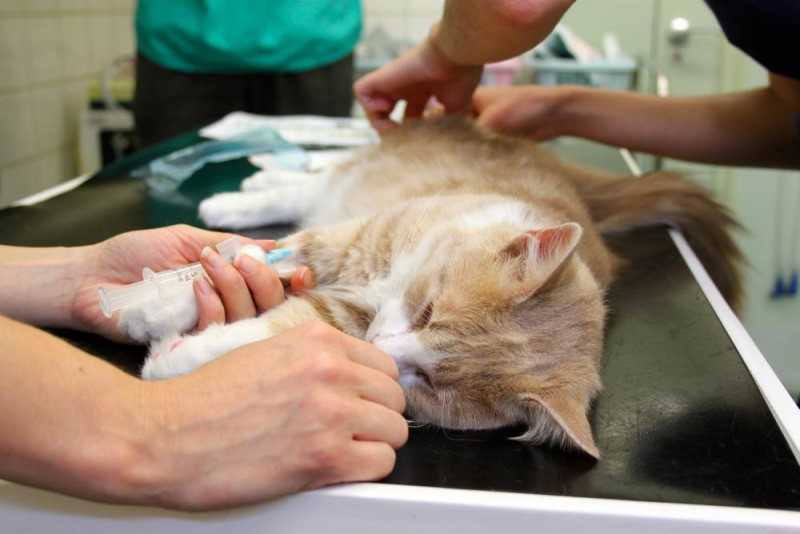 Кастрация кота на биологический узел: особенности процедуры, уход и реабилитация