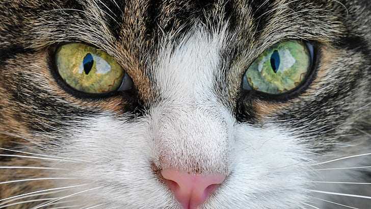 Почему нельзя смотреть кошке в глаза: красивая легенда и научное объяснение