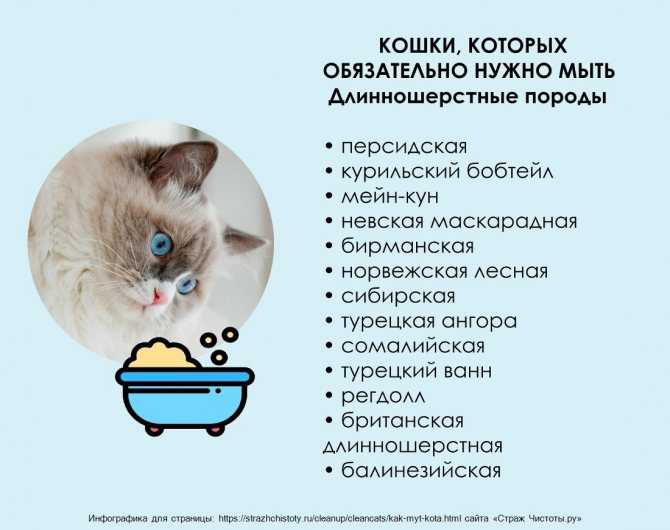 Чем можно кормить маленьких котят