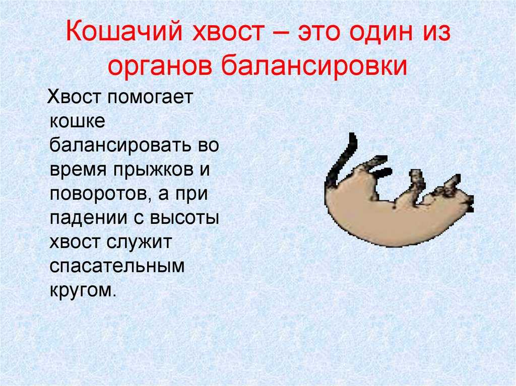 Как понять кошачий язык — ikirov.ru - новости кирова и кировской области