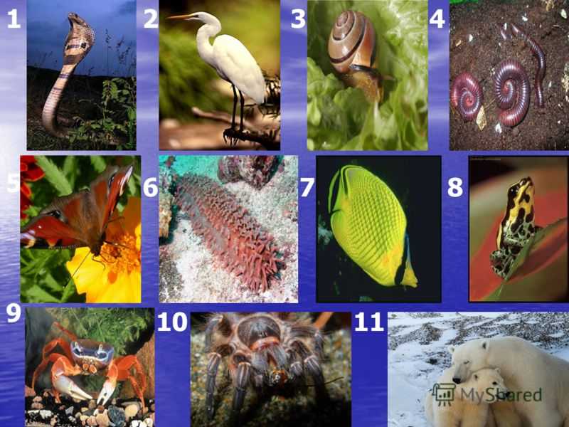 Какие животные и птицы живут дольше всех на планете: топ 10
