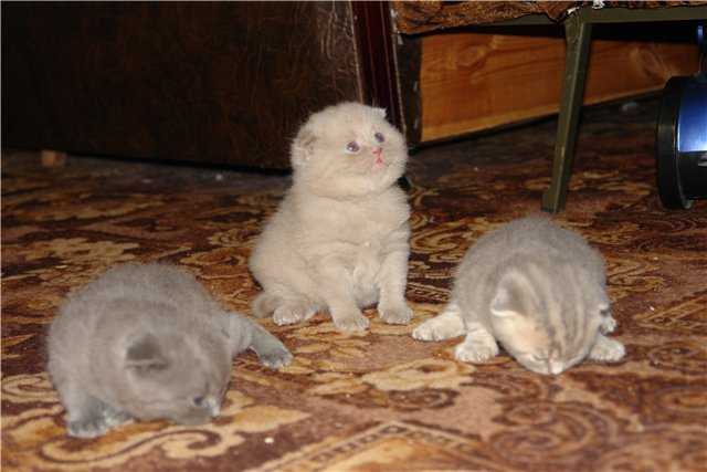 Беременность шотландской вислоухой кошки - сколько длится