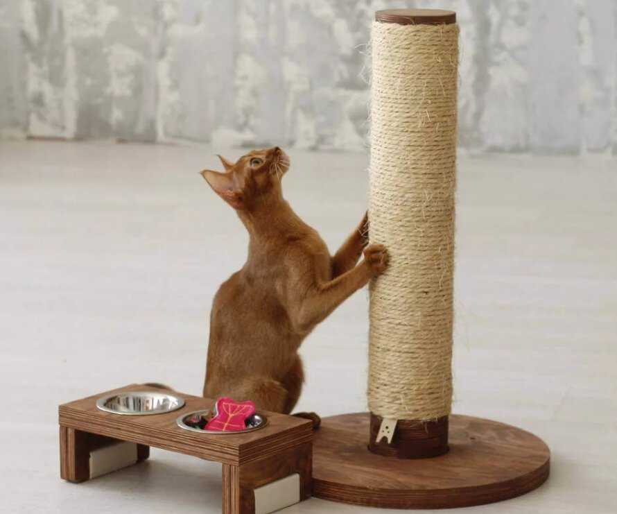 Разновидности и виды популярных моделей когтеточек, примеры как приучить котенка