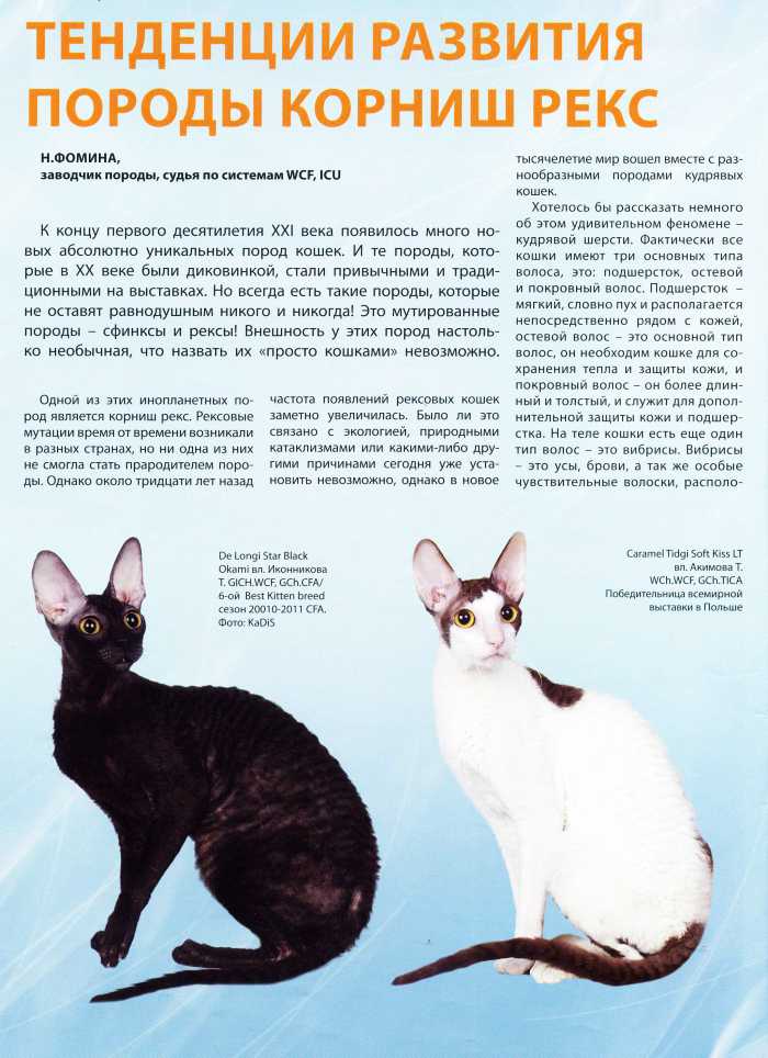 Уральские рексы (30 фото): описание породы, черты характера кошек, различия короткошерстных и длинношерстных котов