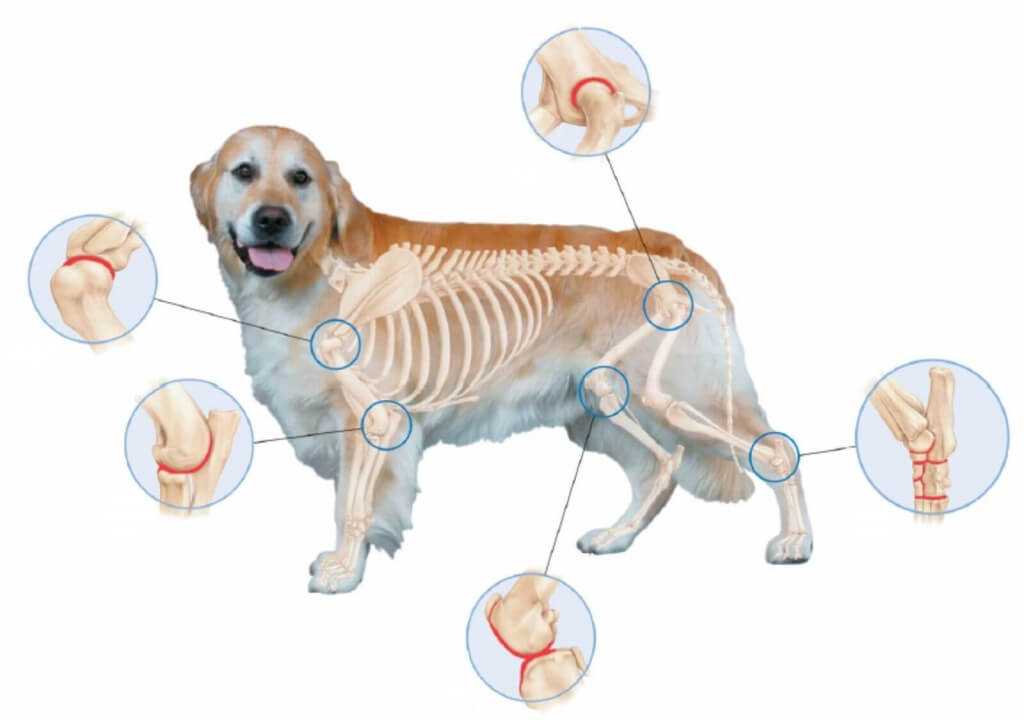 Остеоартроз и артрит у собак и кошек