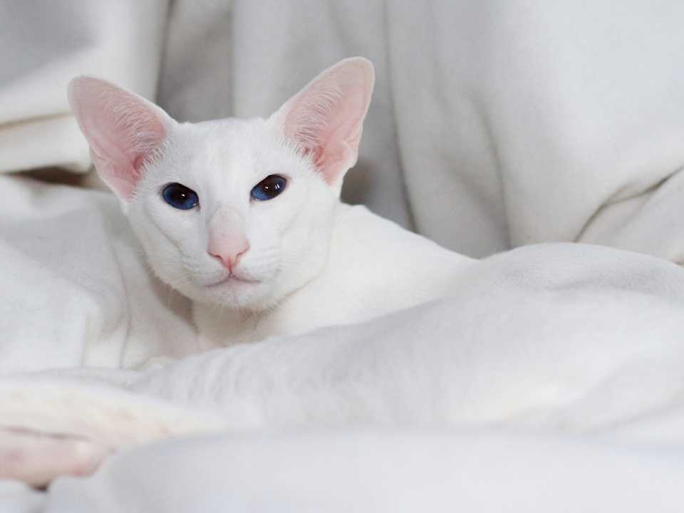 Форин вайт: описание породы кошек, уход, цена - oozoo.ru