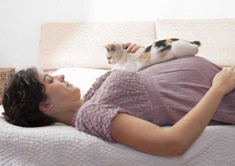 Почему кошки стремятся спать в постели своего хозяина: о чем это может говорить : мозаика на портале newsland