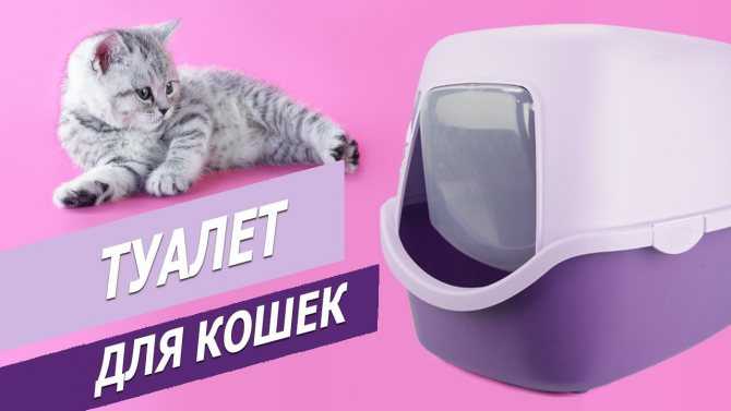 Топ-7 лучших наполнителей для кошачьего туалета – рейтинг 2021