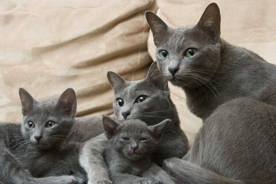 Порода кошек корат: описание с фото, особенности ухода и содержания