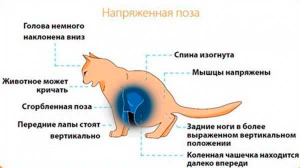 Респираторные болезни кошек