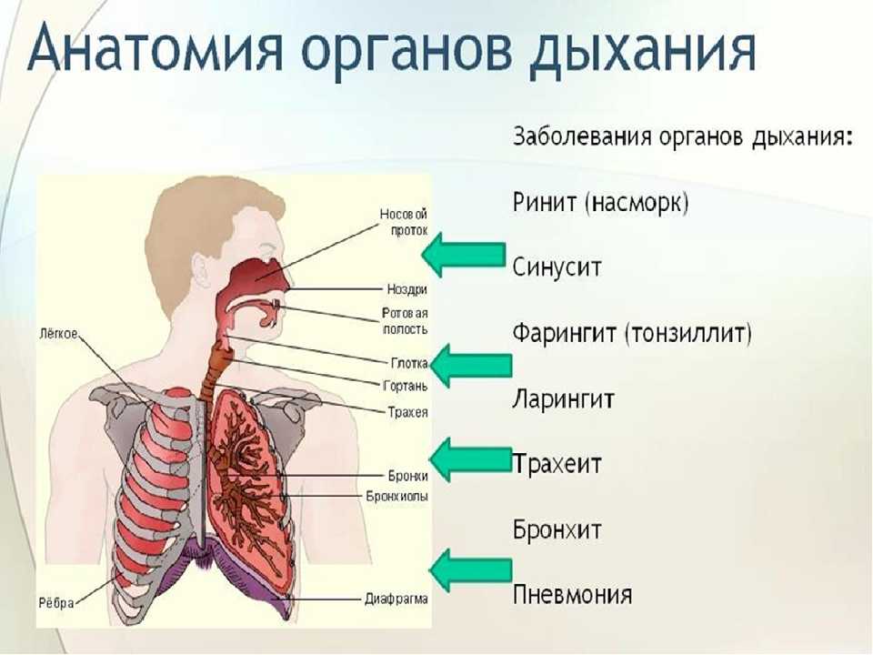 Заболевания дыхательной системы: инстинкт солнца – медицинский центр в городе харьков