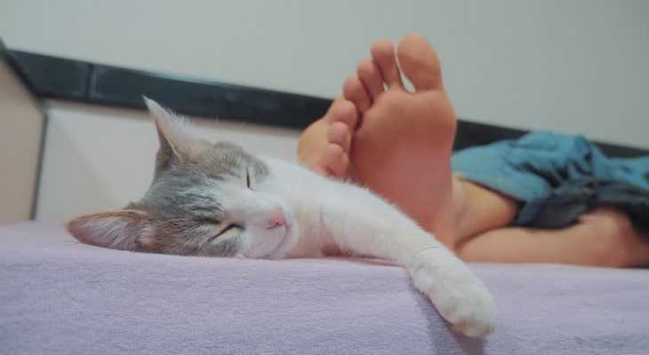 Почему кошки любят спать в ногах?