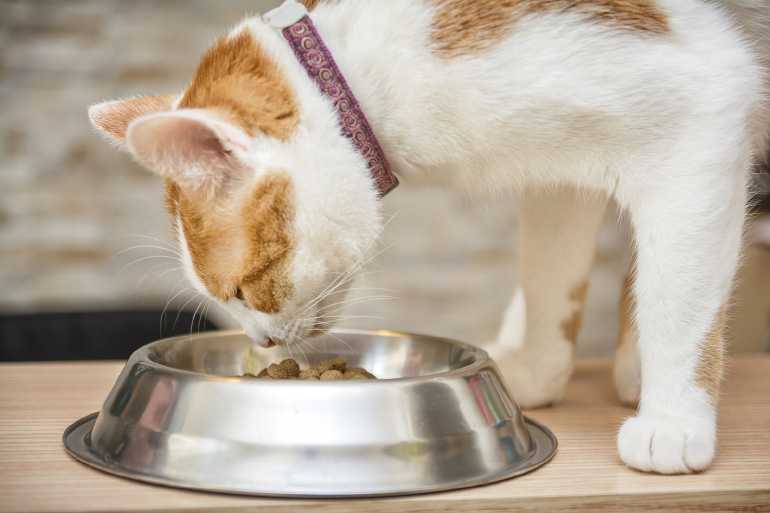Как отучить кошку от сухого корма: лучшие методы при смене рациона