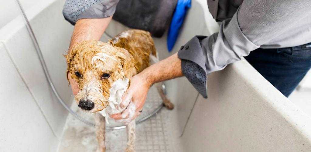Распространенные кожные заболевания у собак: симптомы и лечение | hill's pet