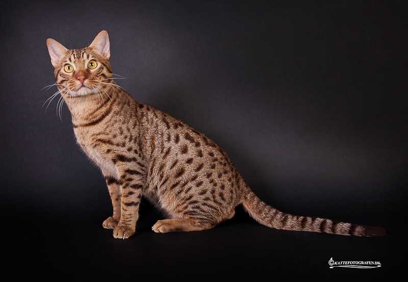 Кошка породы оцикет: характерные особенности, фото, где купить