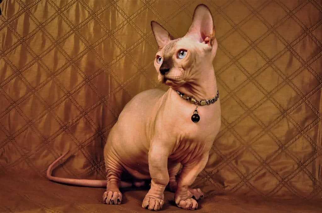 Кот бамбино — лысая такса в мире кошек