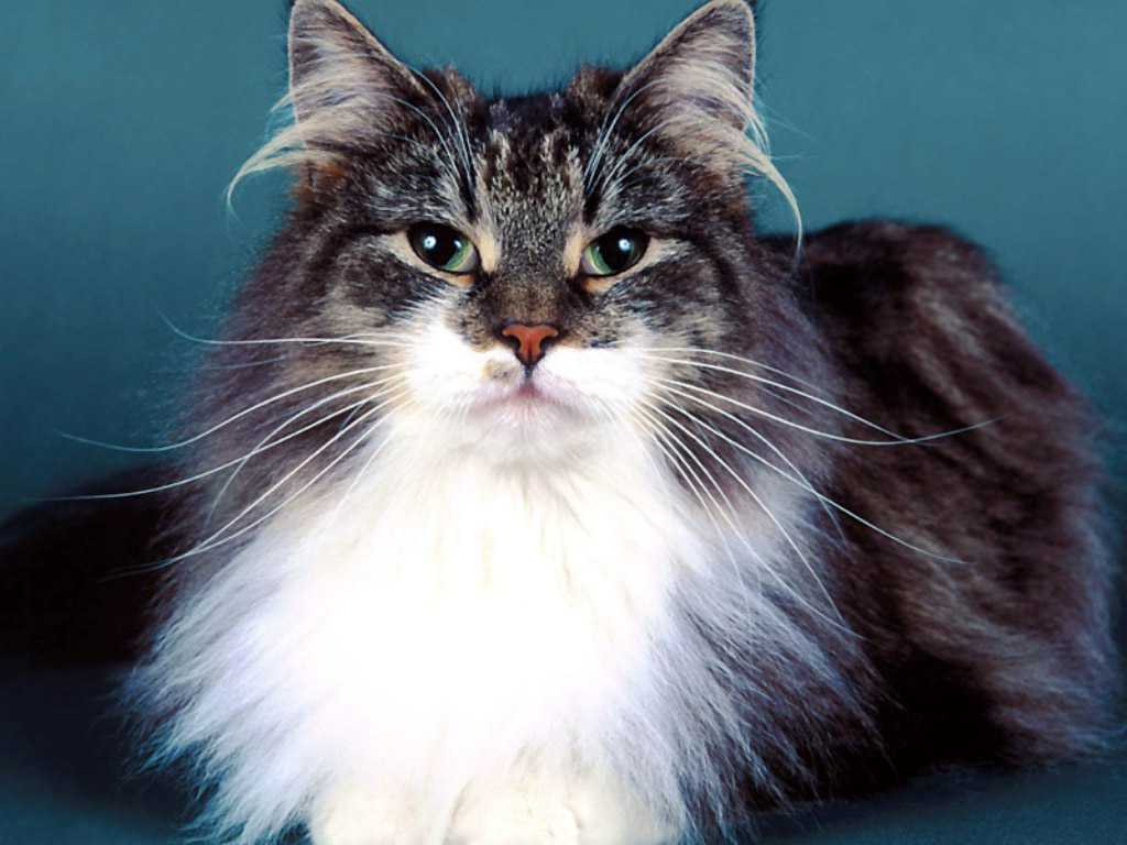 Норвежская лесная порода кошек: описание и характер, размеры, окрасы, особенности ухода, фото, цена котят в питомнике + отзывы