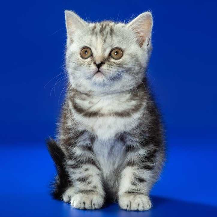 Хайленд-страйт фото шотландской прямоухой длинношерстной кошки