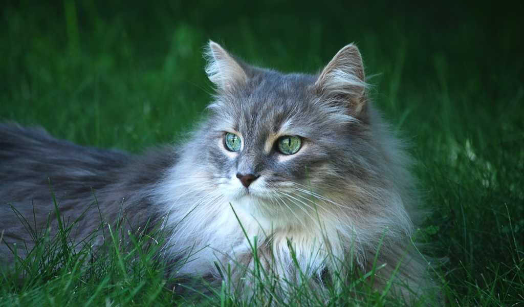 Норвежская лесная кошка – описание и характеристика породы: как выглядит лесной норвежский кот- подробности ухода +видео