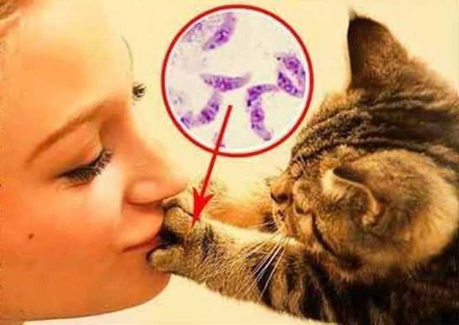 Протозоозы (токсоплазмоз, цистоизоспорозы) у кошки - причины, симптомы и лечение | болезни кошек