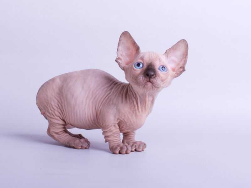 Бамбино: описание породы кошек, много фото, цена, стандарты