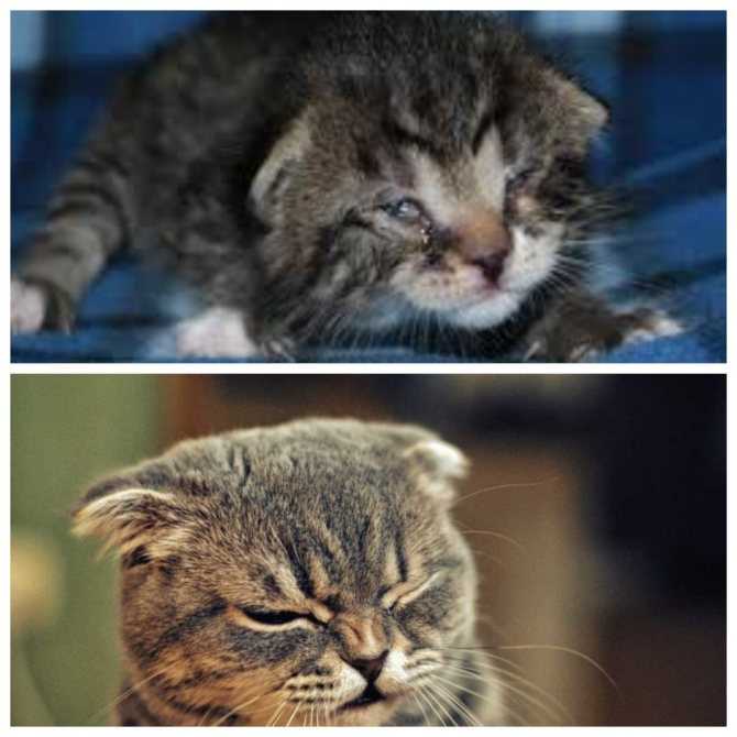 ᐉ может ли кот заразиться от человека простудой – кошка простудилась чем лечить - zoomanji.ru