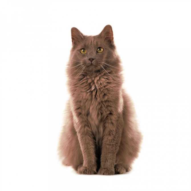 Йоркская шоколадная кошка : содержание дома, фото, купить, видео, цена