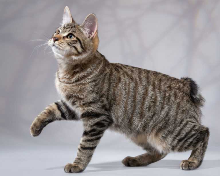 Бразильская короткошерстная кошка (бразильский короткошерстный кот)