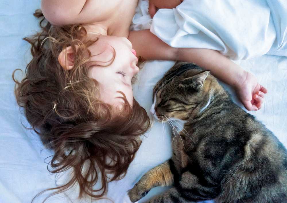 Причины почему кошка или кот очень любит своего хозяина или хозяйку, почему коты чувствуют любовь хозяев