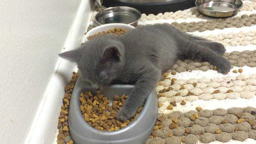 Почему кошка ест корм лапой