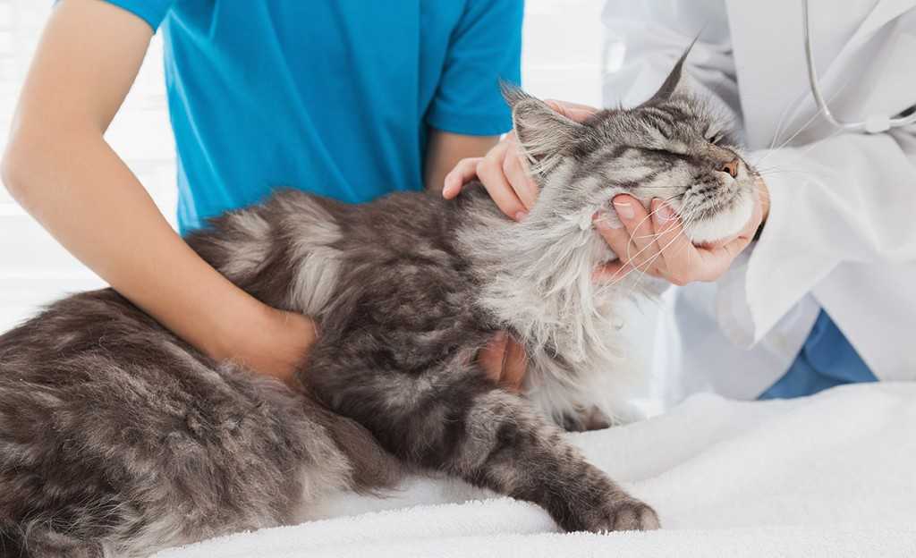 Панлейкопения у кошек или кошачья чумка: причины, симптомы, диагностика, лечение и профилактика