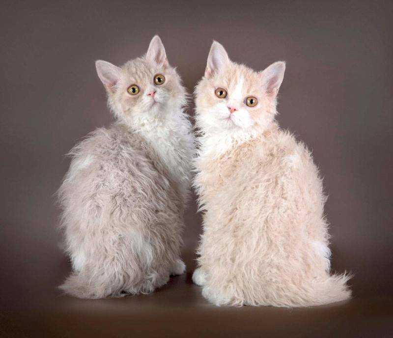 Без хвоста: породы очаровательных кошек