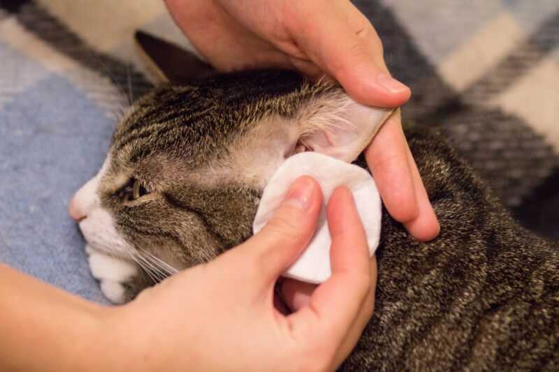 Чем промывать глаза кошке и как протирать гной правильно