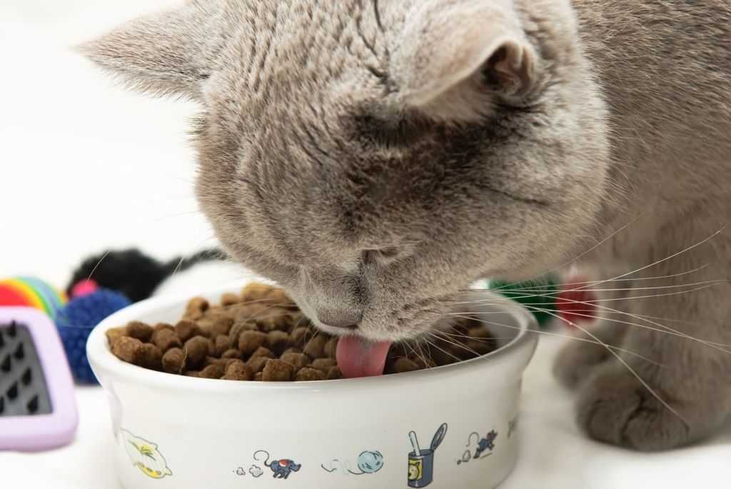 Как отучить кота от сухого корма и перевести на натуральную пищу
