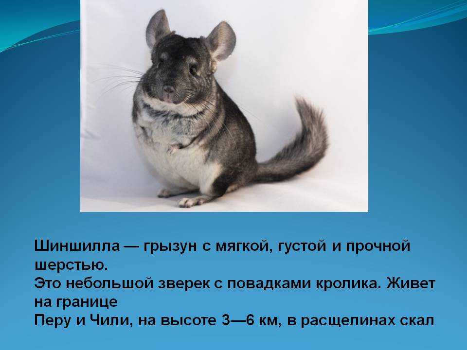 ᐉ стоит ли заводить шиншиллу: плюсы и минусы домашнего животного в квартире - zoopalitra-spb.ru