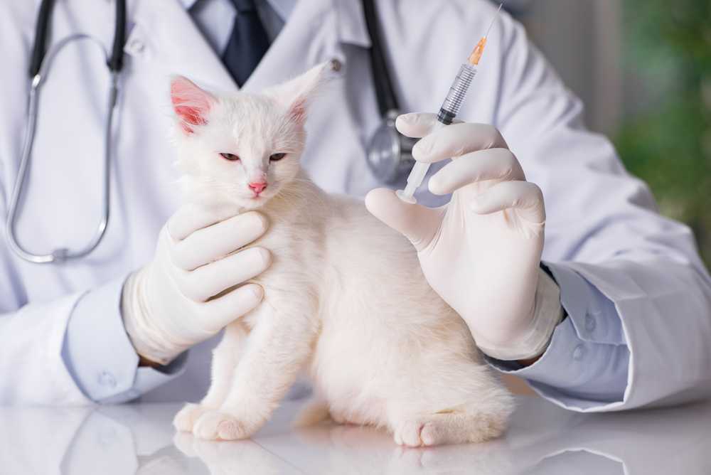 Прививка от бешенства кошке: вакцина, карантин, срок действия, куда и как часто делается, опасность, сколько стоит