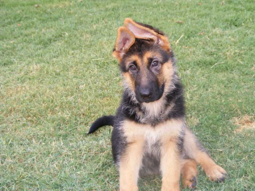Как поставить уши щенку: породы, которые нуждаются в поставке ушей, можно ли поставить уши взрослой собаке